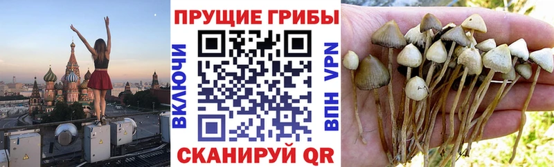 Галлюциногенные грибы прущие грибы  Купить где  Нытва 